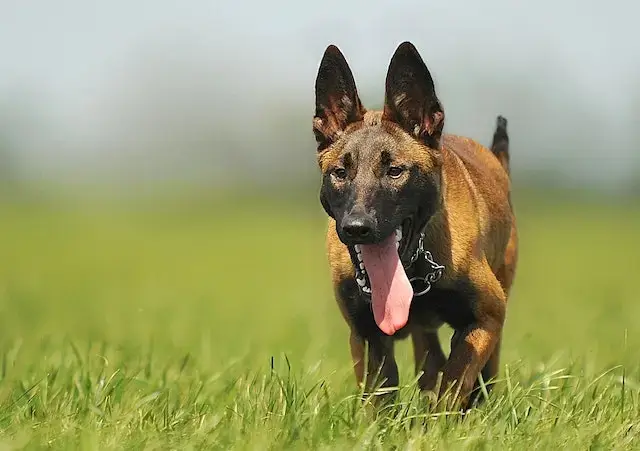 Malinois